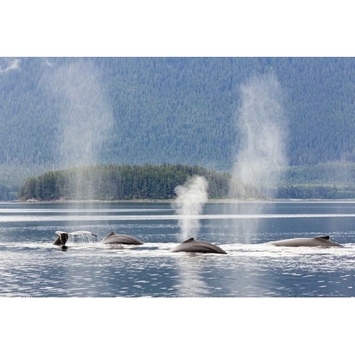 AK, Seymour Canal Diving humpback whales